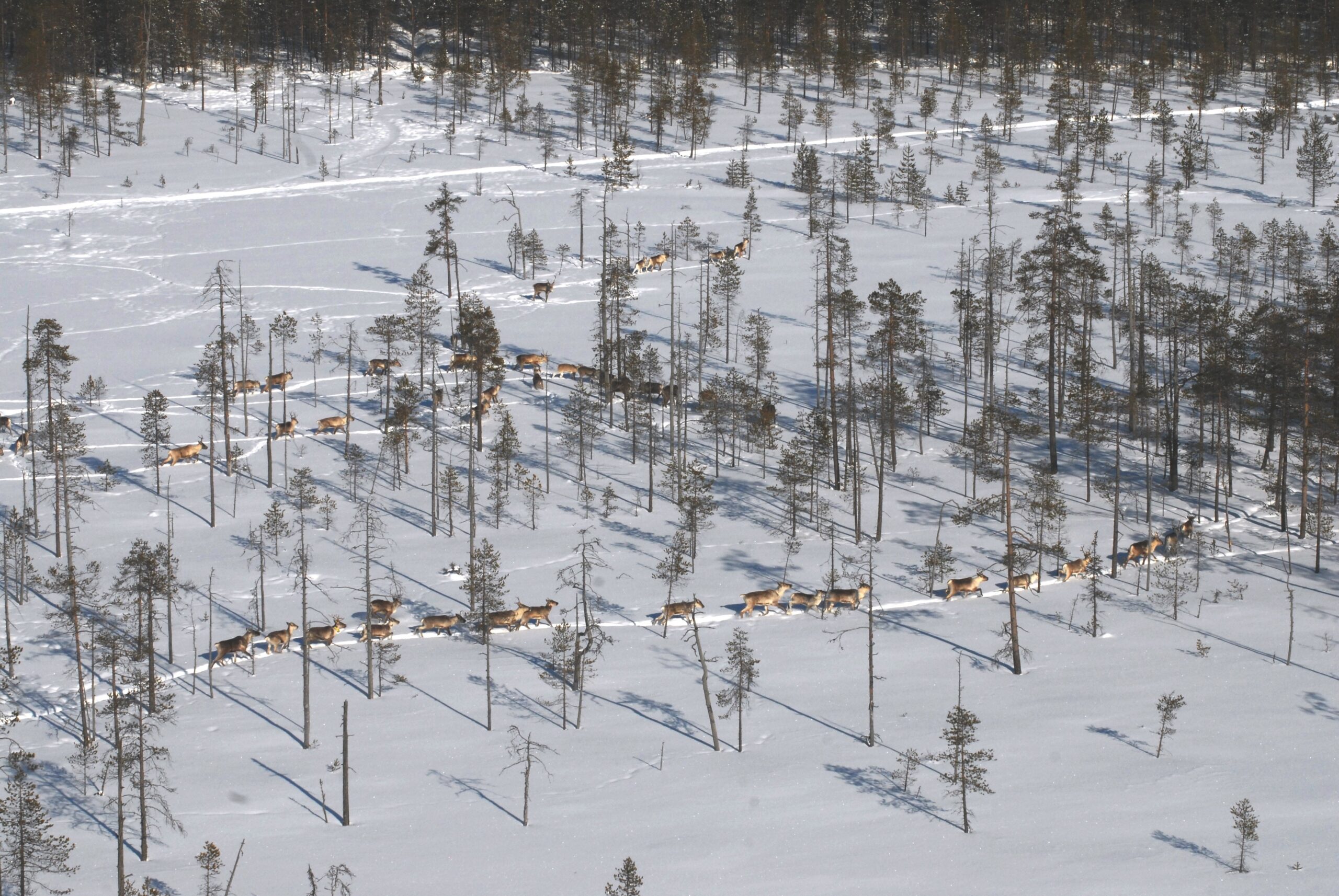Metsäpeurat aloittivat vaelluksen kesälaitumille – tarkkana ...